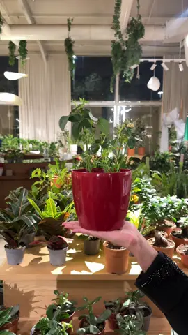 ايش اللون القادم؟ 🎒🧣🐞