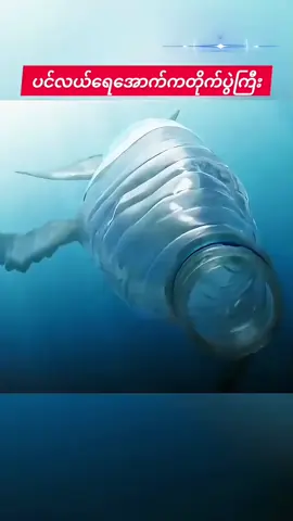 #creatorsearchinsights #bluerecap 