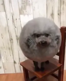 stupid poodle dog eat a ice crean Plush lol so stupid #dog #fyp #mulch #scoobert 