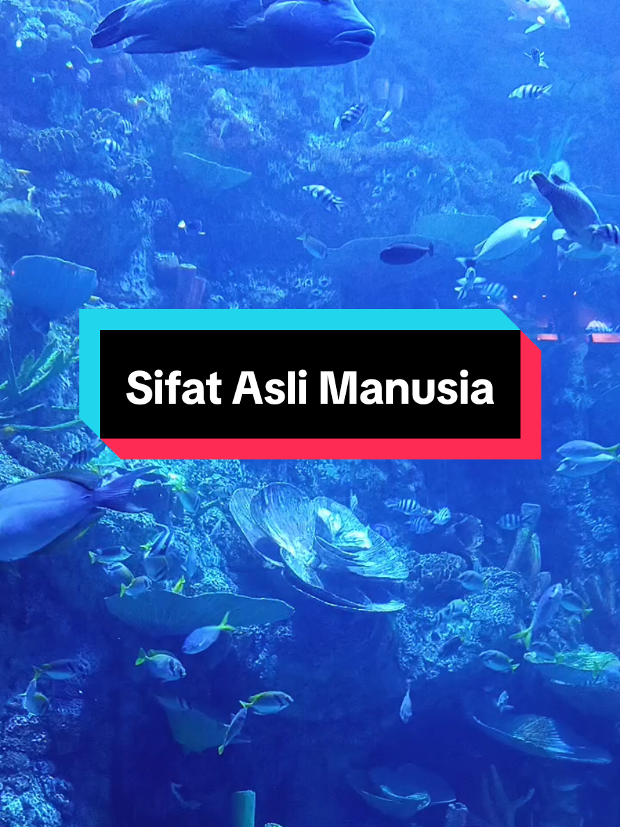 #CapCut #sifatasli #manusia #sea #fish 