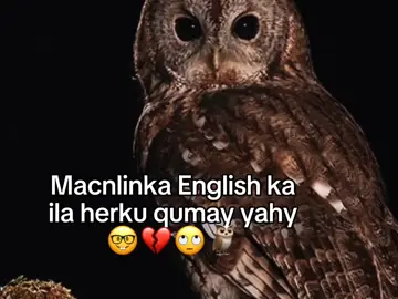 wiji xunka😂🦉#sabrina🖤♾️ 