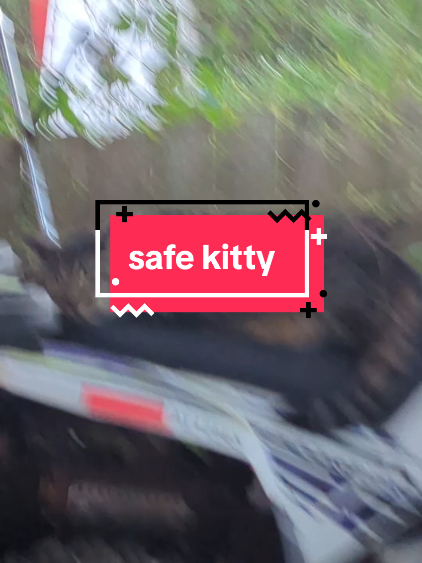 when the cat feels safe and happy. #homestead #farmlife #homesteading #barncat 