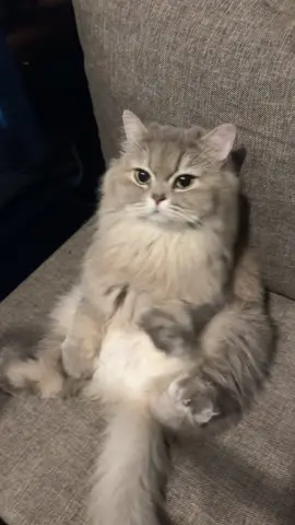 Paşamın rahatı bozuldu 