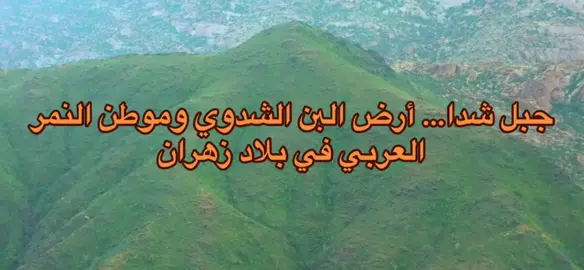 جبل شدا… علامة فخر من بلاد زهران يُعد جبل شدا واحدًا من أبرز وأهم الجبال في منطقة الباحة، وتحديدًا في بلاد زهران، حيث يشكّل أيقونة طبيعية وتاريخية تجمع بين الجغرافيا الفريدة، والتراث العريق، والبيئة النادرة التي لا تتكرر في أي مكان آخر من الجزيرة العربية. الموقع والأهمية يقع جبل شدا في الجهة الجنوبية الغربية من منطقة الباحة، ويمتد بين سهول تهامة الشاسعة على حدود المخواة وقلوة. وينقسم الجبل إلى قسمين مشهورين: 	•	شدا الأعلى 	•	شدا الأسفل ويُعتبر الجبل من أقدم التكوينات الصخرية على وجه الأرض، حيث تتجاوز صخوره عمر 700 مليون سنة، وهو ما جعله متحفًا طبيعيًا مفتوحًا يعكس تاريخ الأرض الجيولوجي. جبل شدا والبُن الشدوي واحدة من أهم ما اشتهرت به قمم شدا هي زراعة البُن الشدوي، أحد أجود أنواع البن العربي على الإطلاق. ويُروى أن الملك عبدالعزيز – رحمه الله – كان من محبي هذا البن تحديدًا، وكان يُقدَّم له لمذاقه النادر وجودته العالية. تُزرع شجيرات البن على مدرجات الجبل، في بيئة ضبابية معتدلة، ما يمنح الحبوب نكهة عربية أصيلة لا تُقارن. موطن النمر العربي والمحميات الطبيعية يُعد جبل شدا من البيئات القليلة التي لا يزال يتواجد فيها النمر العربي – أندر السنوريات في العالم. كما يضم الجبل محمية طبيعية ضخمة غنية بالطيور والنباتات النادرة، ومنها أنواع لا توجد إلا في شدا فقط. هذه البيئة الجبلية الوعرة وفرت للنمر العربي ملاذًا آمنًا عبر السنين. الطبيعة والتضاريس يتميّز شدا بتضاريسه العجيبة: 	•	صخور جرانيتية ضخمة نحتتها العوامل الطبيعية عبر ملايين السنين. 	•	كهوف طبيعية ضخمة بعضها مأهول قديمًا. 	•	قمم شاهقة تعانق السحاب. 	•	أودية خصبة تتناثر فيها مزارع البن واللوز والموز والريحان. وتُعد المنطقة مقصدًا للمغامرين ومحبي الهدوء، خصوصًا مع انتشار البيوت الجبلية القديمة التي تحولت إلى استراحات فاخرة تطل على تهامة. التراث والسكان يقطن الجبل عدد من قرى أهالي زهران، الذين حافظوا على طابعهم القديم وعمارة بيوتهم الحجرية المميزة. وتنتمي هذه القرى إلى تاريخ عريق من الأصالة، ما جعل شدا من أهم أعلام زهران ومصدر فخر لأهل المنطقة. شدا… هوية وقيمة ليس مجرد جبل، بل: 	•	تاريخ 	•	حضارة 	•	تراث 	•	بيئة نادرة 	•	منتج زراعي عالمي 	•	ومحمية طبيعية فريدة يمثل جبل شدا من بلاد زهران نموذجًا يجمع بين الطبيعة البكر والإنسان الأصيل، ويثبت مكانة زهران عبر التاريخ #زهران #زهران_هامة_الازد #الباحة #CapCut #شدا 