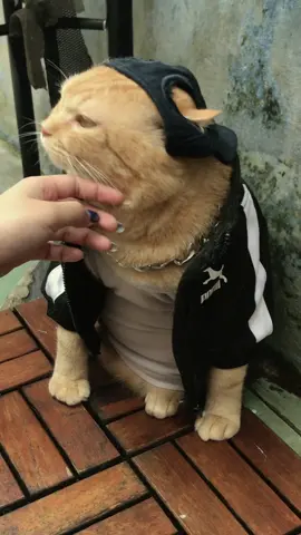 🤙 #kevinjgerry #cat #cats 