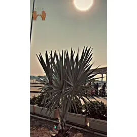 Line’s 🙌🏼💯💸#fyppp #foryoupage #foryouuu ⚡️