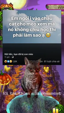 Còn mèo nó còn nhỏ mà nó gặp cú sốc lớn quá !#loithithamcuacommet #threads #haivl #giaitri #viral 