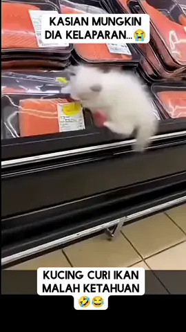 unyik ambil ikan  #catlovers 