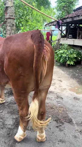 Bikin terpesona peternak muda #sapijumbo #sapiviral #cow 