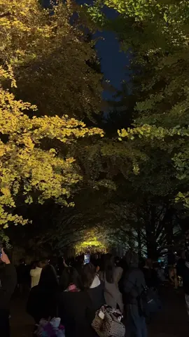 Showa Kinen Park Illuminations ✨