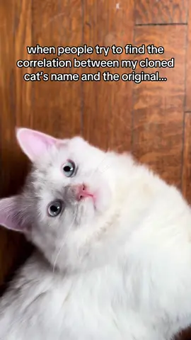 Belle was named after the day Chai, the original cat, passed away. I was scheduled to watch the live action Beauty and the Beast but never made it to the theater… #catsoftiktok #catlover #petgrief #cattok #cats 