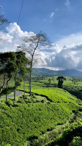 ciwideyy... . . #view #fyp #ciwidey #fypviralシ #fypviralシ 