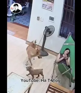 Bà chắt thiên vị quá #cọt #hàt #hàtvlog #dog #cat 