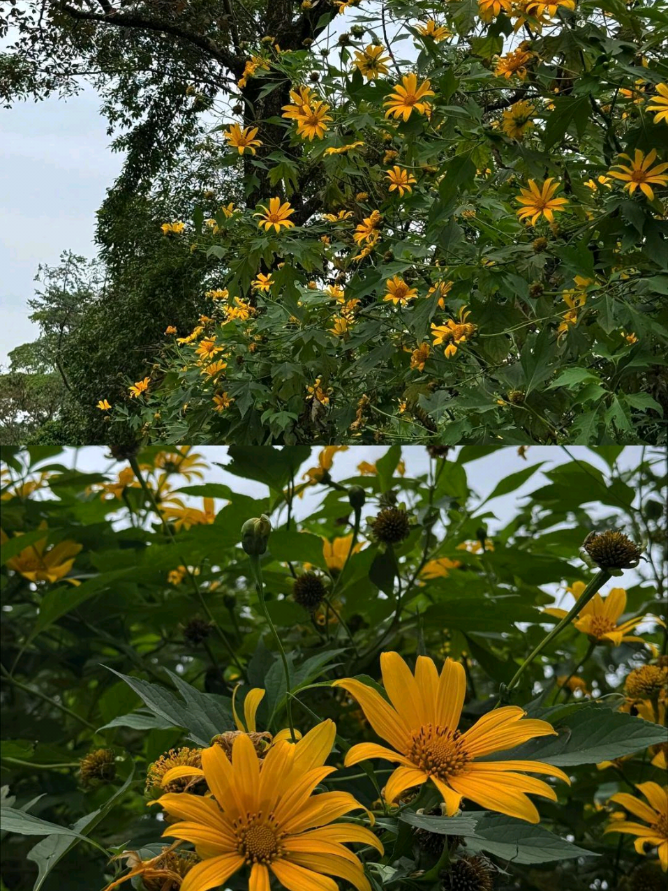 ❤❤❤ #tamtrang #music #travel 