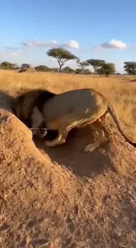 INCREDIBLE MOMENT 😂 WARTHOG VS LION 😂 #funnyvideos😂 #fyp #viralvideos #warthog #lion 