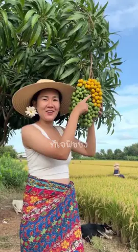 #คอมเม้นต์ว่าอยากเห็นมะม่วงไข่ปลาชัดชัดมาดูได้เลยค่ะมีลูก ที่สุขด้วย