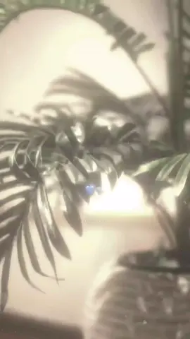 🗣🌟sayax tu resti a terra #سايكس #بوفا_القحطاني #تصميم_فيديوهات🎶🎤🎬 #ليبيا🇱🇾 #تونس🇹🇳 @Sayax 