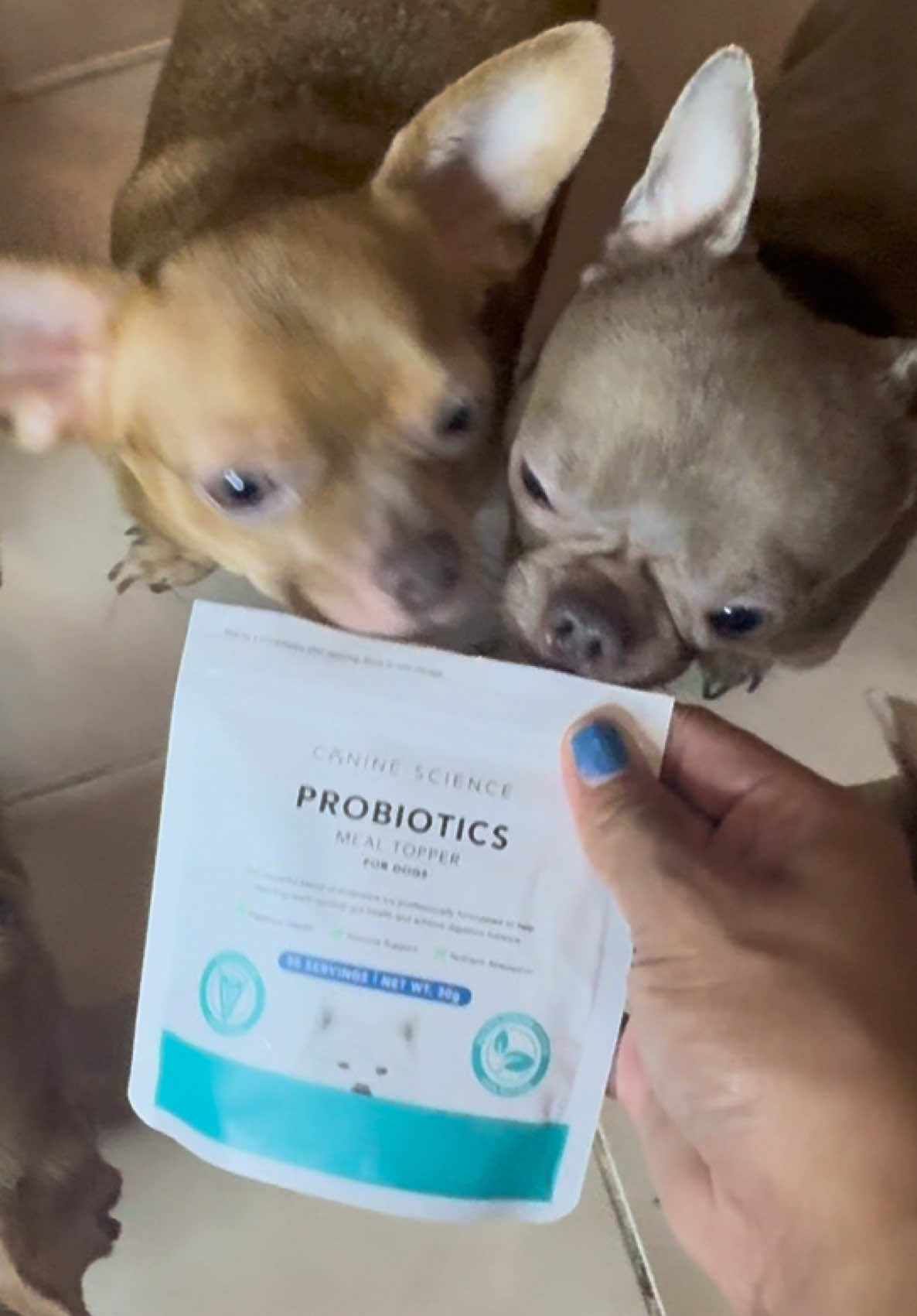 Probiotics are essential for our dogs overall health. @caninescience  Gives them: 🐶🐾🩵 1. Improves Digestive health  2.For immune support  3.Nutrient Absorption  Pra iwas sakit make sure their gut health is its prime health. #caninescience #probiotics #petprobiotics #dog #dogsofttiktok 