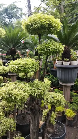 Bonsai Taman Anting Putri  #bonsaitamanantingputri #antingputri #bonsaiantingputri #fyppppppppppppppppppppppp #fypage 