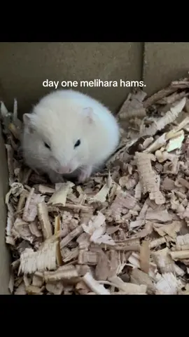 kasii tauu hruss beli perintilan apa ajaa🫵🏻#hamster