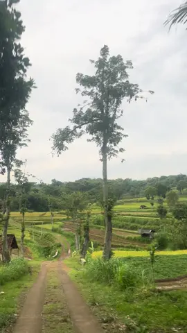 Mampir bolo😊 #fyppppppppppppppppppppppp  #sawah  #pemandangan  #jawapride  #slogohimo 