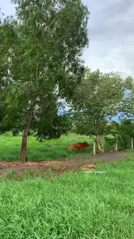 Chiều quê bình yên…#xuhuong #canhdepmientay #ngocquyen.002 #xh #tiktok 