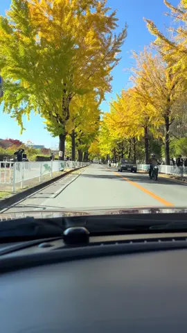 Con đường lá vàng.. Vs hàng cây 2 bên đg vàng óng thơ.mộng màu đặc trưng của mùa thu.. #nara #lavang #tiktok #viral #fyp 