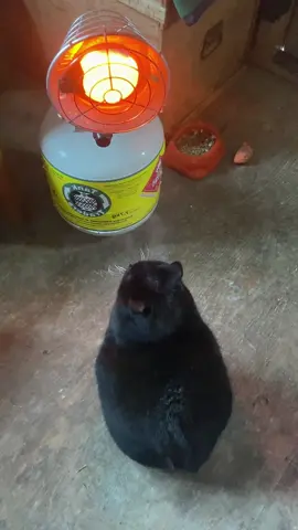 This cat has found the best way to survive the winter🤣🥶#cat#catsoftiktok#catlover#funny#funnyvideos