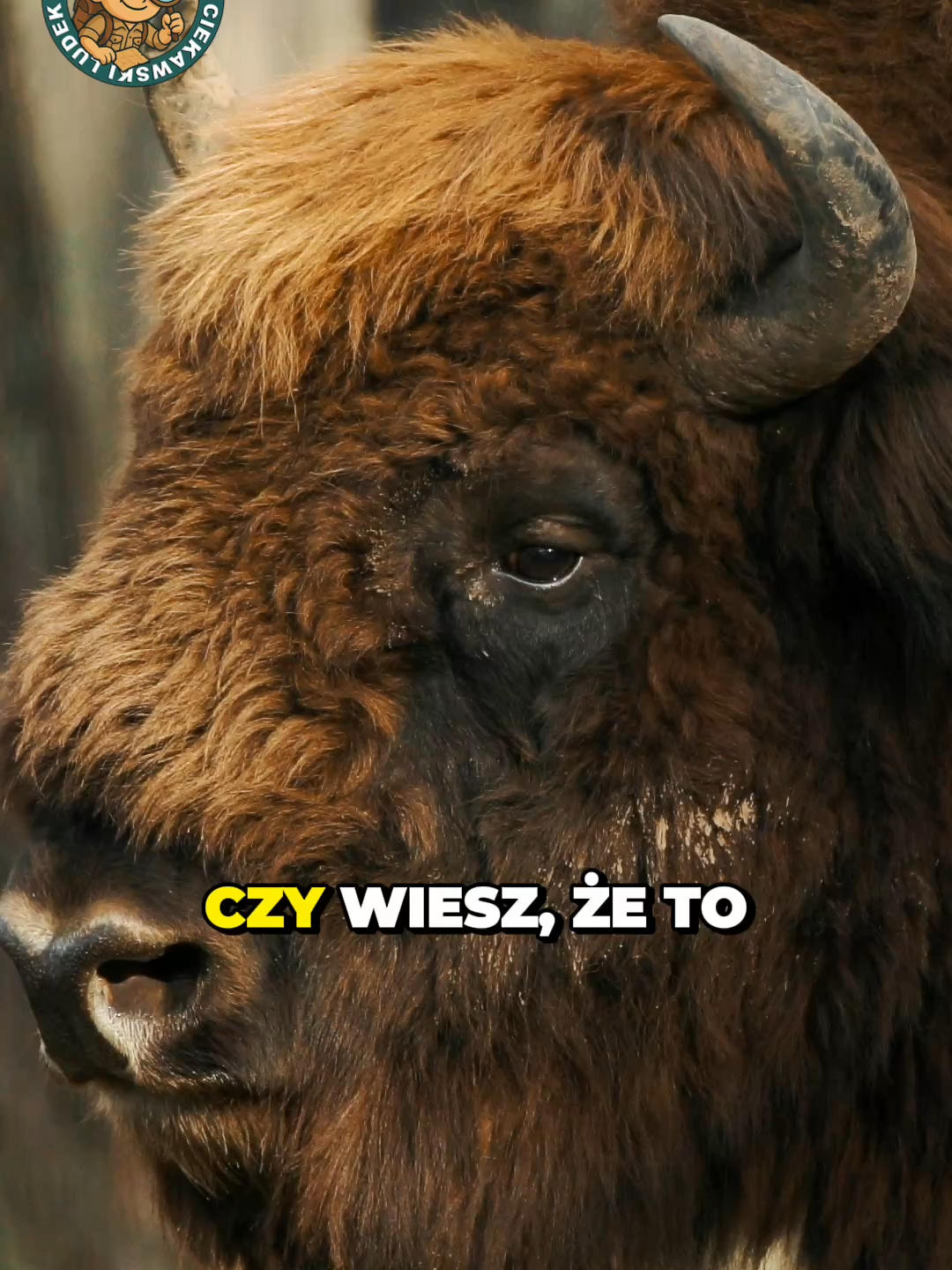 Największy ssak lądowy Europy #ciekawostki #shorts #żubr#polska #poland🇵🇱