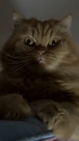 Semoga malam ni mimpi indah, mimpi Kenzo ye acik ankel❤️ #kenzo #jibu #buma #kucing #catslovers 