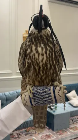 #ضرغام🧡 #قرناس #حر #ايران #الشعب_الصيني_ماله_حل😂😂 