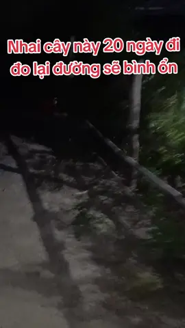 ôi cây thuốc quý nhai 20 ngày là ổn định đường hay #tieuduong #thailainhat #sứckhỏe #baithuocdangian #chiasekinhnghiem 