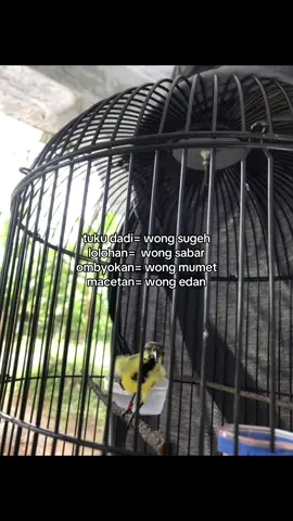 koe kategori opo bolo🤣#kicaumaniaindonesia #kicaumania #sogonmaniaindonesia #sogonmania #sogongacor 