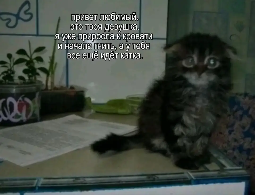 #шизопостинг #щп 