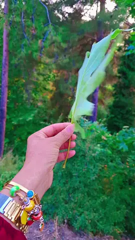 Küçükken sıkıldığın  köy büyüyünce  huzurun oluyormuş...✍️