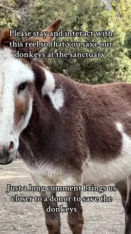 #skydogdonkeys#donkeysoftiktok#sanctuarylife #sanctuarylife#donationlinkinbio 