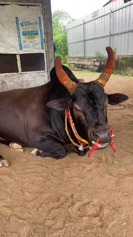 ต่ออออออๆมานิิิ #ดุกด้างวันมีชัย_ไข่ลาย💚 #ไม่ใช่การทารุนกรรมสัตว์❤🐓 #สนามพระแสงคอมเพล็ก 