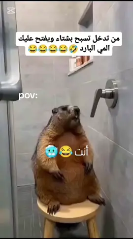 #CapCut #اكسبلورexplore #زول_comedy #تصميمي 