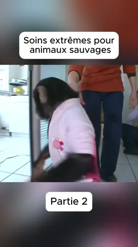 Soins extrêmes pour animaux sauvages #protéger#sauvage