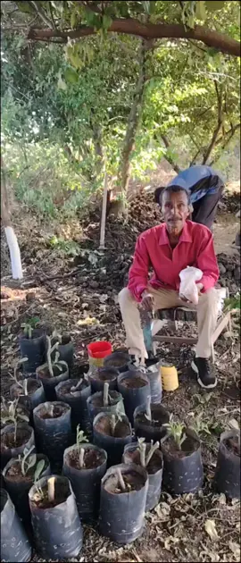 هرمون تجزير من القرفه