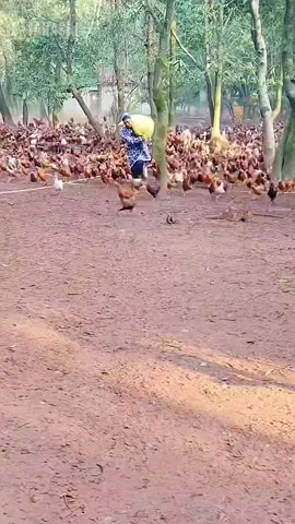 PETERNAK AYAM #semuaorang #creatorsearchinsights 