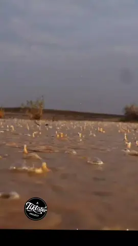 #ي القصيم# كسبلوررر #