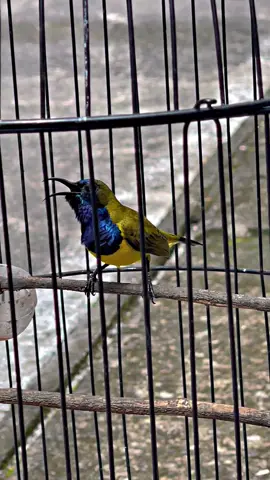 Cuma pake ini ternyata biar burung sogon bunyi 😁#sogon #sogonmania #sogongacor #sogonmaniaindonesia #sogonmateri 