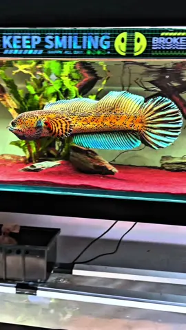 Golden Cobra Snake Head ✨   #trending #fyp #channa #channaauranti 