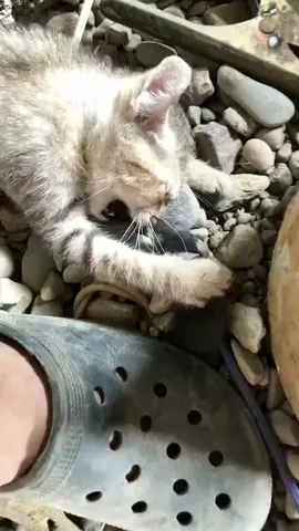 Mana ada ceritanya kucing digigit tikus 😭😭 #kucinggemoy #kucinglucu #kucingoren #kucingimut #fyp 