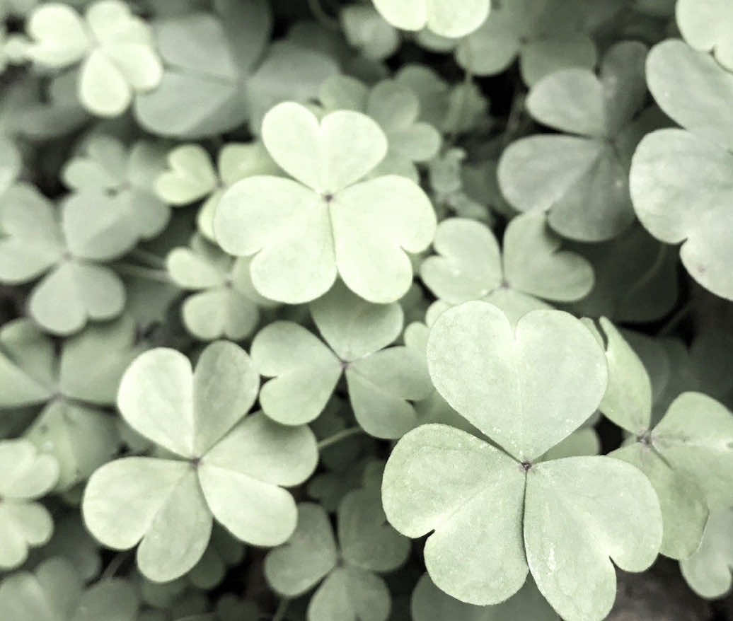 #NAGITO — Sheena ringo my peak  @lex ! @Momo (Peco’s Ver) @Cece (Zuha’s ver) @💞 & @Kris ! Ig.. #danganronpa #fyp #trend #despair  