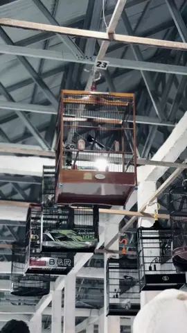 tetap stabil nak😇#kacer #kacermaniaindonesia #hitamputih #kicaumania #fyp 