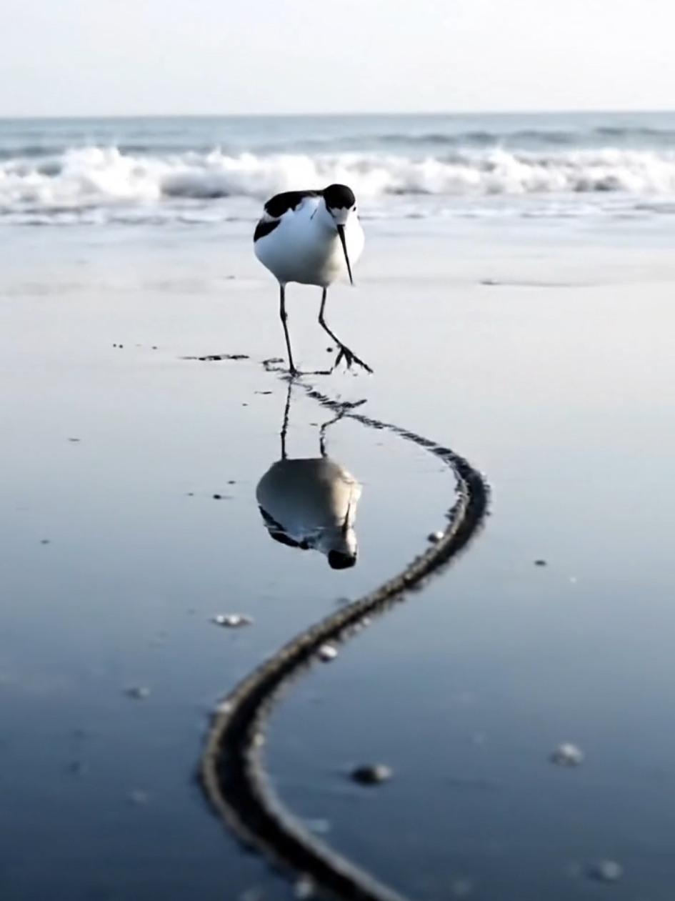 🪶🌊 The Shoreline Artist ✨🐚 On a quiet stretch of beach where the tide hums gently against the sand, a graceful seabird lands with soft, deliberate steps. The morning sun paints the shore in gold, and the smooth sand becomes its canvas. With calm precision, the bird lowers its beak and begins to trace lines across the surface — long, sweeping strokes that curve and intersect like symbols from an ancient language. Each movement leaves a clean mark in the damp sand. The waves roll in softly, stopping just short of erasing the drawing, as if the ocean itself is watching. The bird continues, beak gliding effortlessly, creating patterns that shimmer under the light — spirals, paths, and delicate lines that resemble maps of forgotten islands. When the seabird finally steps back, its creation stretches along the beach, fragile yet beautiful. It stands still for a moment, head tilted, as though admiring the quiet art it has made. Then, with a single flap of its wings, it rises into the sky, leaving the shore to the rhythm of the tide. #ShorelineArt #SeabirdMagic #NatureCreativity #BeachWonder #TikTokNature