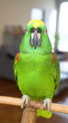 🎬Aqui vai a parte 2 Lucas 🤣🤣