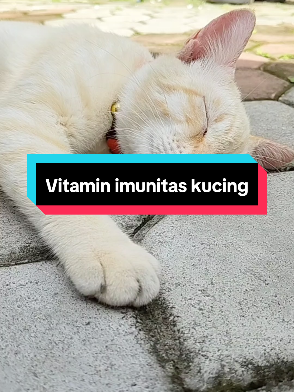Vitamin kucing vitamin booster vitamin imunitas olive care efektif meningkatkan imunitas, mengatasi flu demam serta menjaga kesehatan kucing #vitaminkucing #vitaminbooster #vitaminimunitas #olivecare 